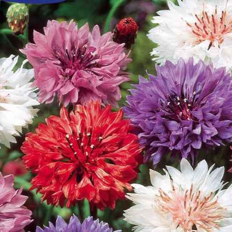 Centaurée à fleurs double en mélange - Centaurea cyanus - Bakker