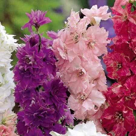 Bakker - Delphinium - Pied d'alouette nain à fleur double Hyacinth Flowered - Delphinium ajacis - Potager