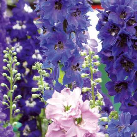 Delphiniums  Round Table Series en mélange - Bakker
