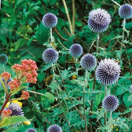 Boule azurée - Chardon boule - Echinops - Bakker.com | France