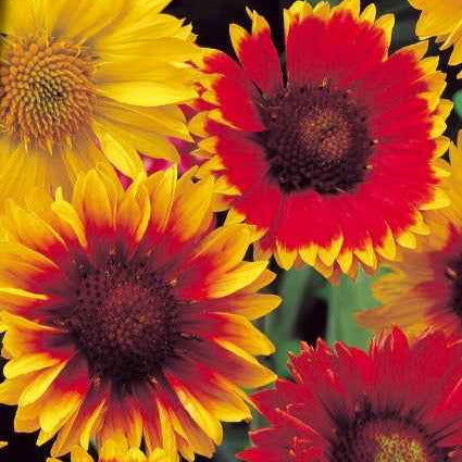 Gaillardes vivaces en mélange - Bakker