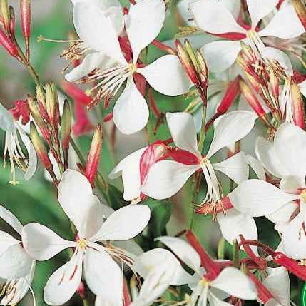 Gaura The Bride - Gaura lindheimerii the bride - Bakker