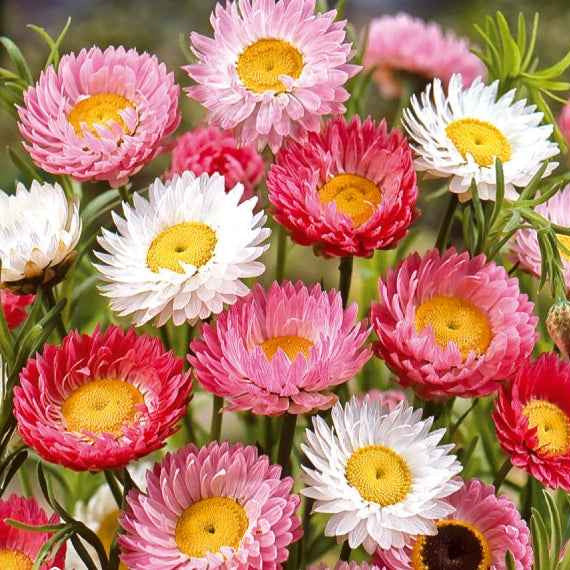 Helipterum roseum - Immortelles d'Australie en mélange - Graines de fleurs pour massifs et bordures