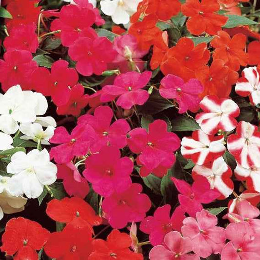 Impatiens du sultan Colour Cocktail en mélange - Bakker.com | France