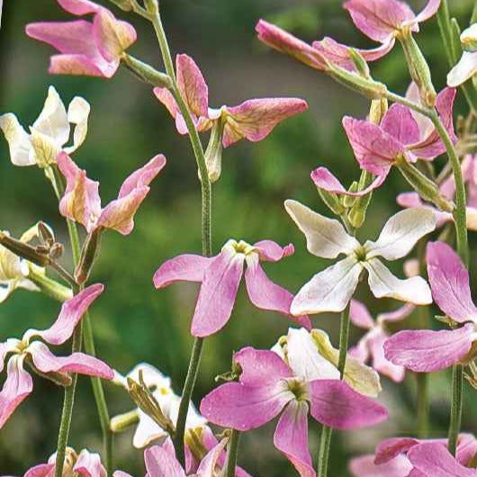 Giroflée du soir Scentsation en mélange - Bakker