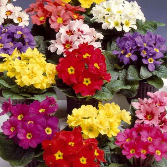 Primevères Colossea à grosses fleurs en mélange - Bakker