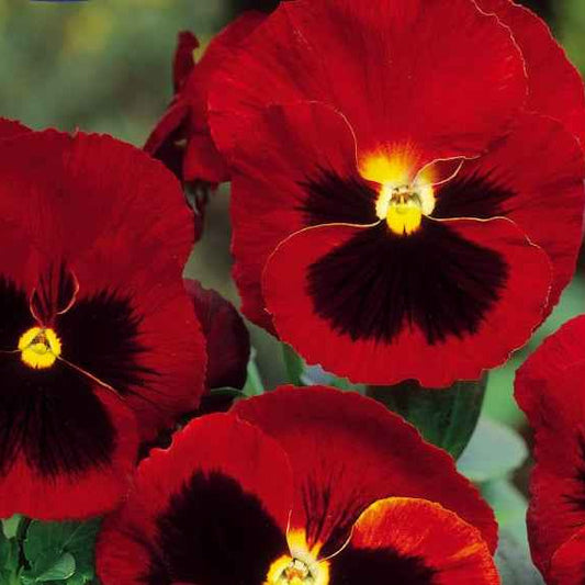 Pensée géante de Suisse Alpenglow - Bakker