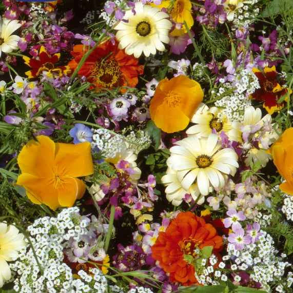 Graines de fleurs d'été en mélange - 6 m² - Bakker