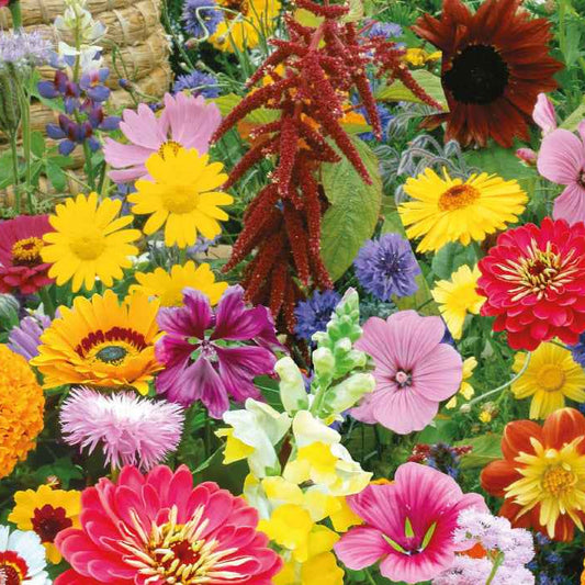 Graines de fleurs pour les papillons et les abeilles - 7 m² - Bio - Bakker