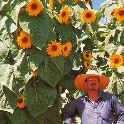 Tournesol géant Kong F1 - Helianthus annuus kong f1 - Bakker