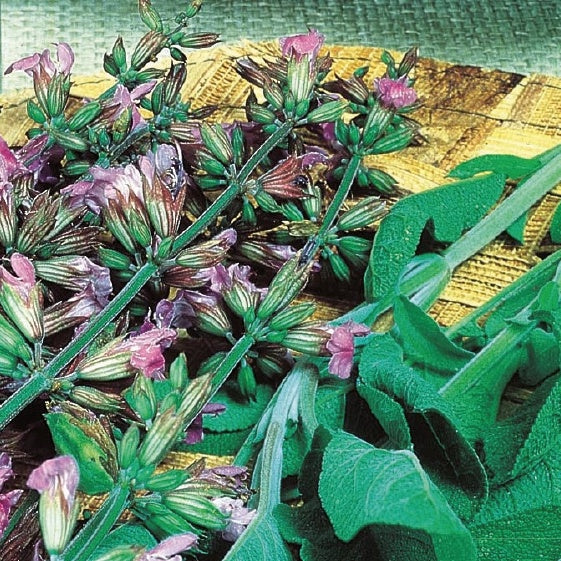 Sauge officinale 'Fanni' bio - Salvia officinalis fanni - Potager