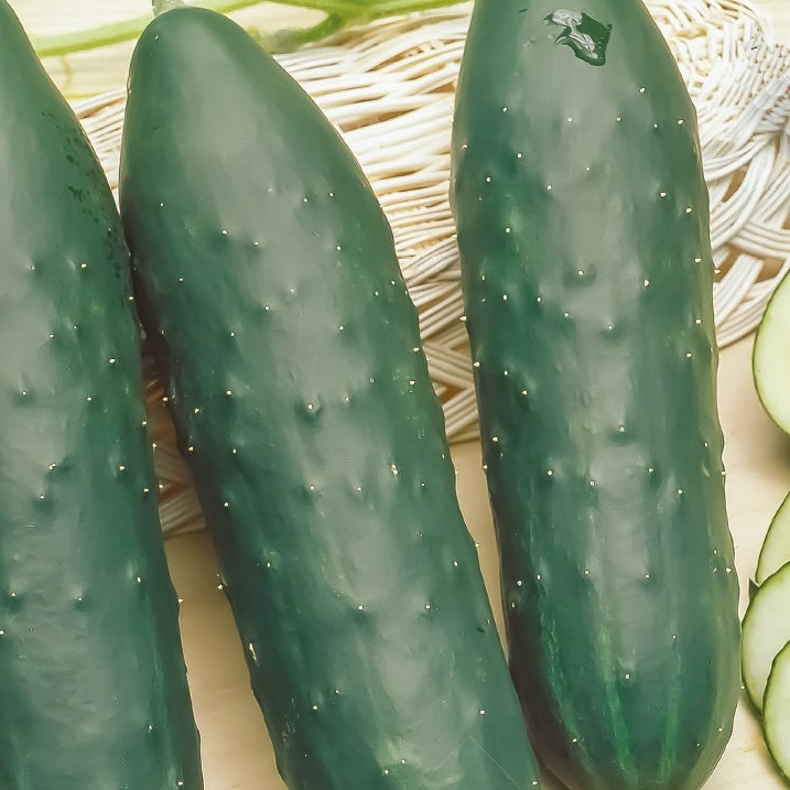 Cucumis sativus marketmore - Concombre 'Marketmore' bio - Graines de concombres