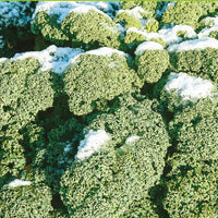 Bakker - Chou Frisé demi-nain 'Westlandse Winter' - Brassica oleracea westlandse winter - Graines de Fruits et Légumes