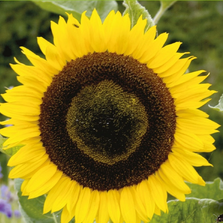 Helianthus annuus giganteus - Tournesol à fleur géante 'Uniflorus Giganteus' BIO - Graines de fleurs annuelles