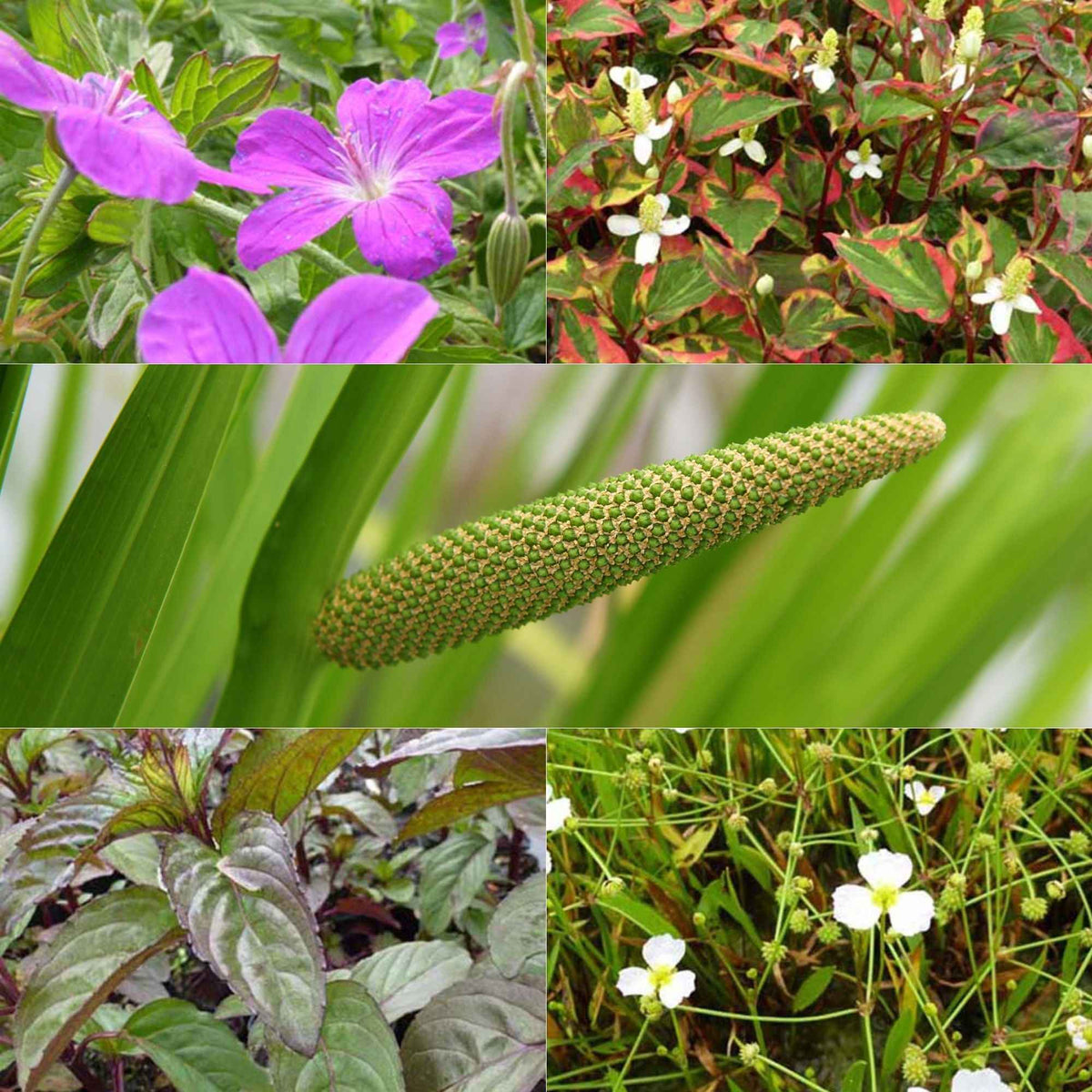 5 plantes de bassin et de berge parfumées en mélange - Bakker