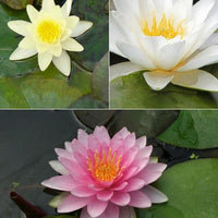 3 Nénuphars roses - jaunes - blancs - Nymphaea - Bakker