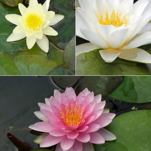 3 Nénuphars roses - jaunes - blancs - Nymphaea - Bakker