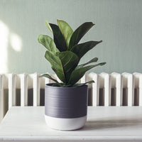 Ficus Lyrata