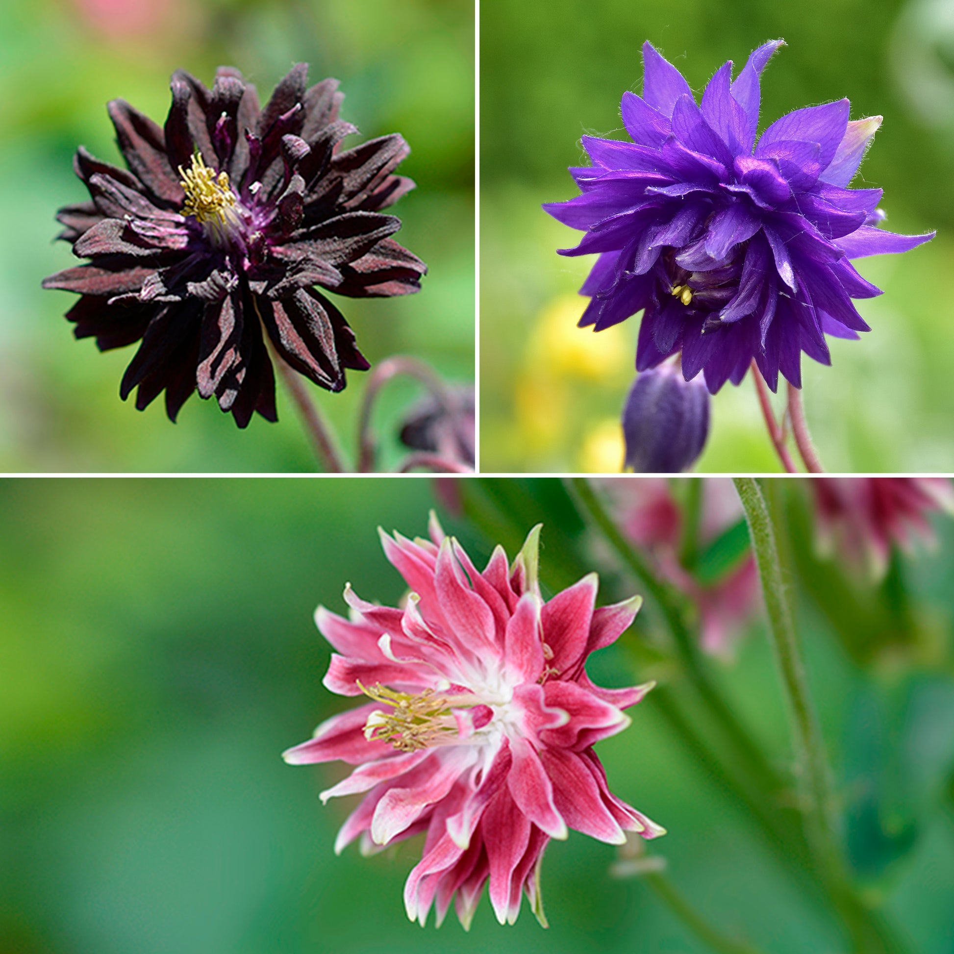 3 Ancolies Barlow en mélange - Bakker