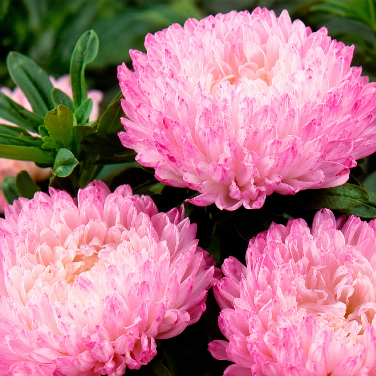 Reine Marguerite Garden Jewel Rose - Bakker