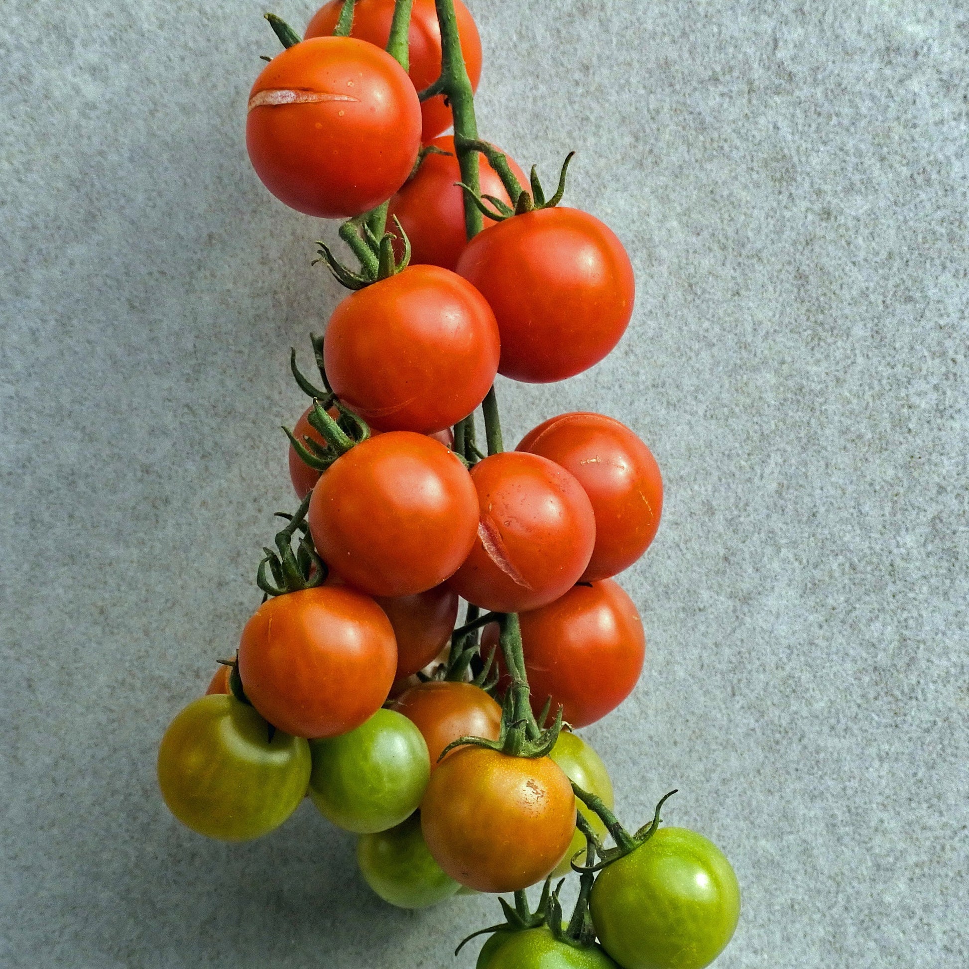 Tomate cerise BIO - Bakker.com | France