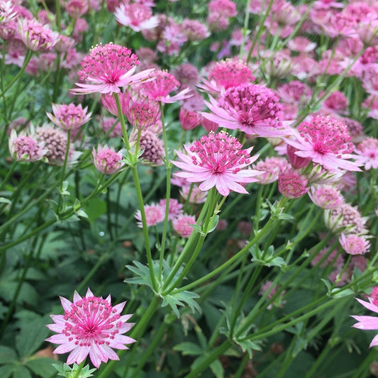6 Astrances Rosea et Purple Joyce en mélange - Bakker