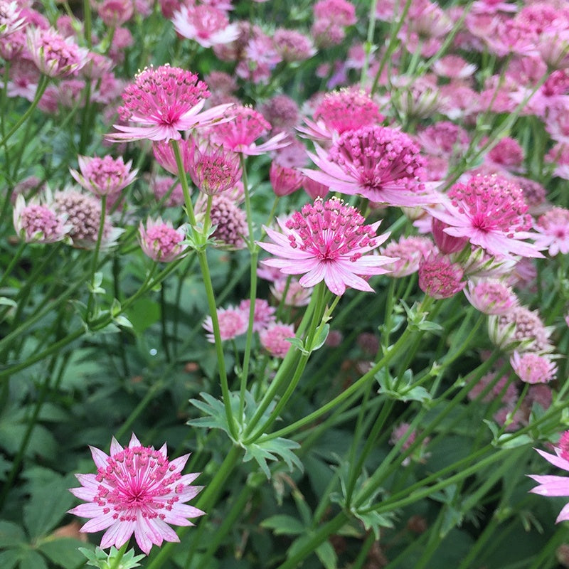 Bakker - 6 Astrances Rosea et Purple Joyce en mélange - Astrantia major rosea, purple joyce - Plantes d'extérieur