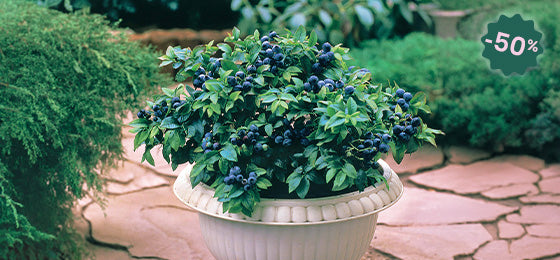 Le Myrtiller Top Hat est à -50% soit 4,97€ au lieu de 9,95€