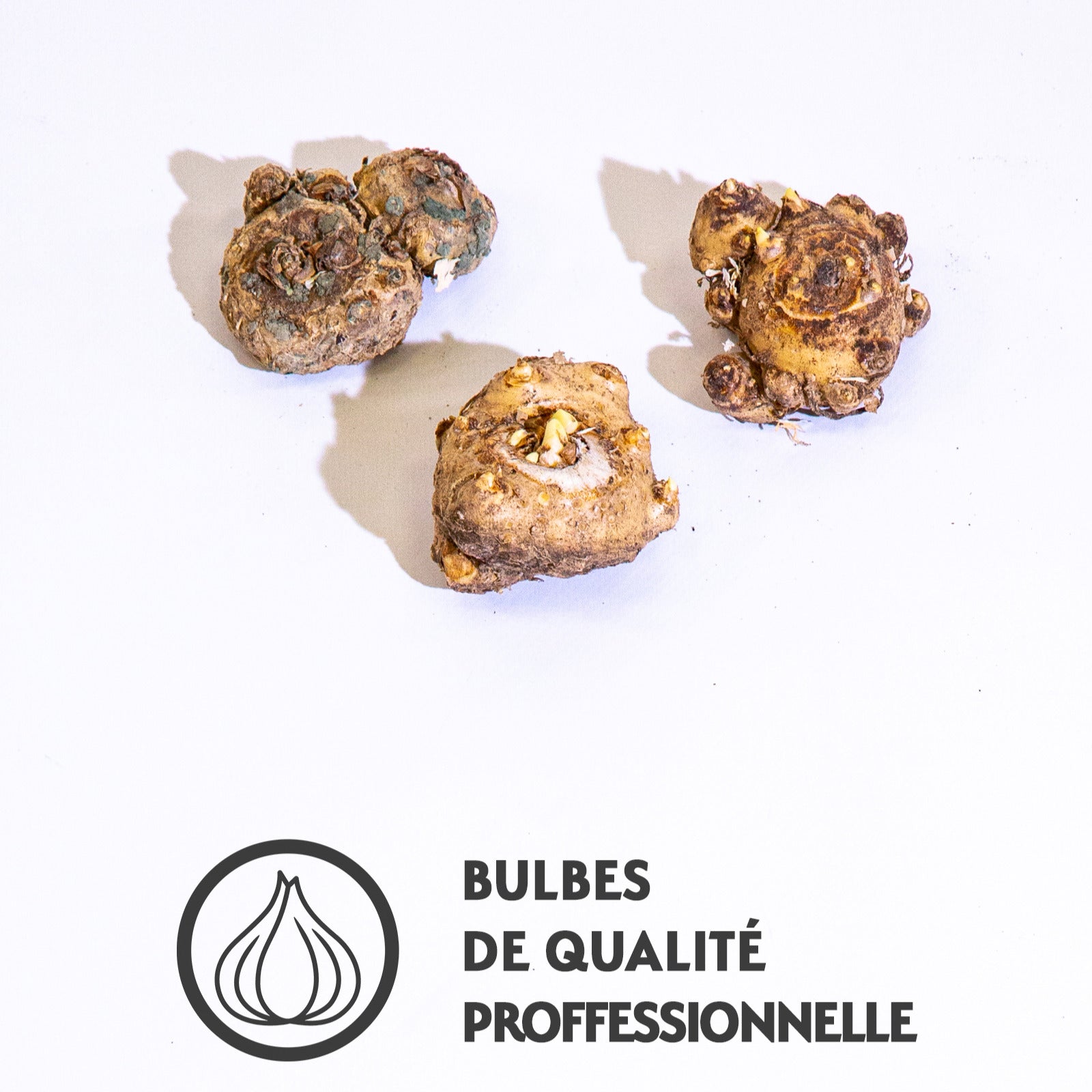 3 Callas en mélange (1 rose + 1 jaune + 1 pourpre) - Bakker.com | France