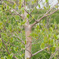 Bakker - Stewartia - Stewartia pseudocamellia