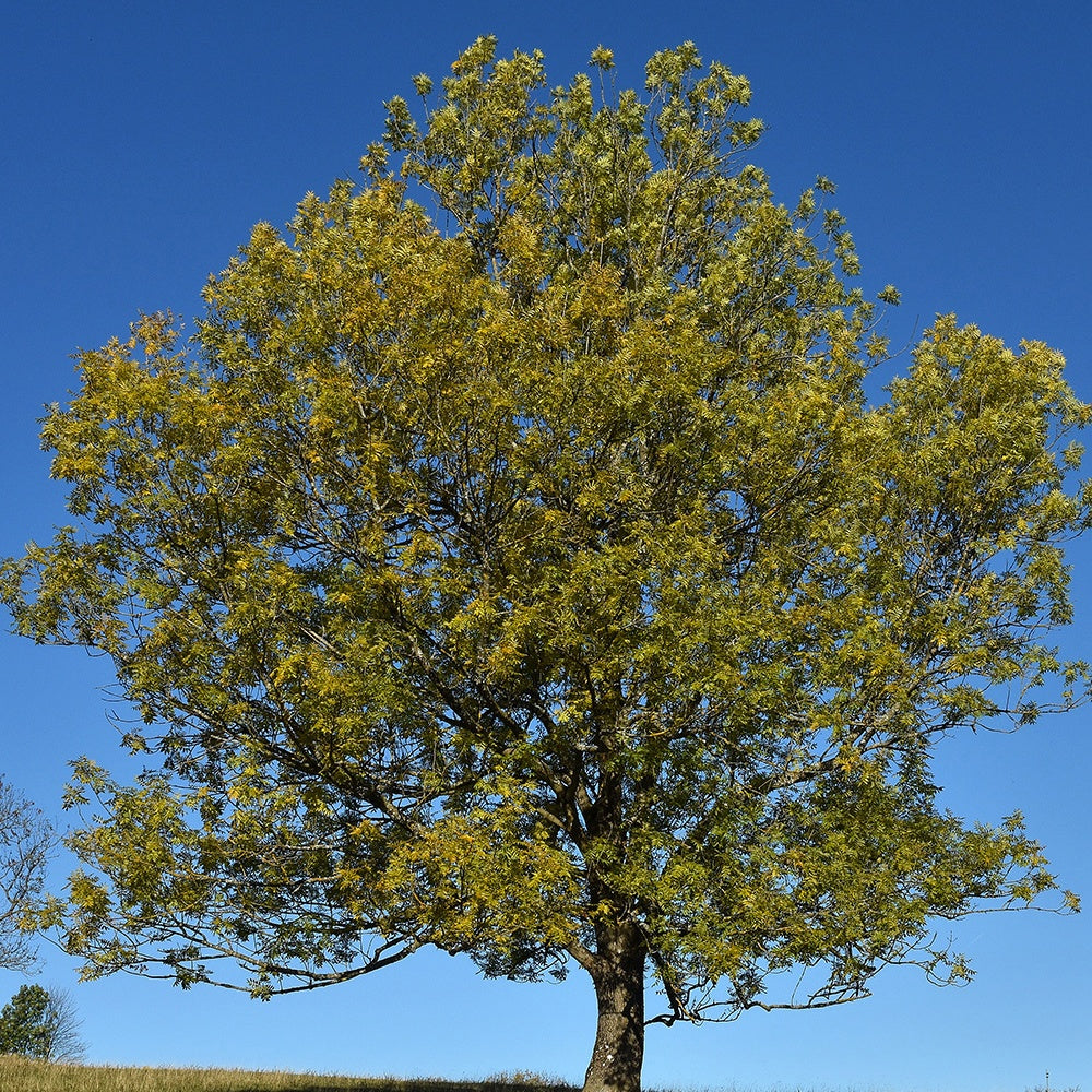 Frêne - Fraxinus