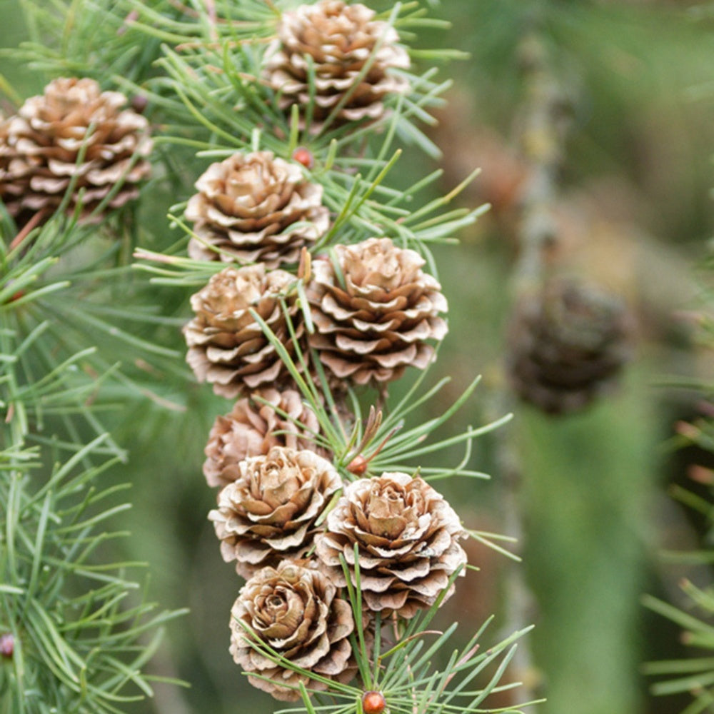 Mélèze - Larix