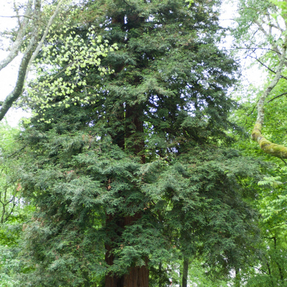 Sequoia sempervirens - Sequoia à feuilles d'If - Conifères