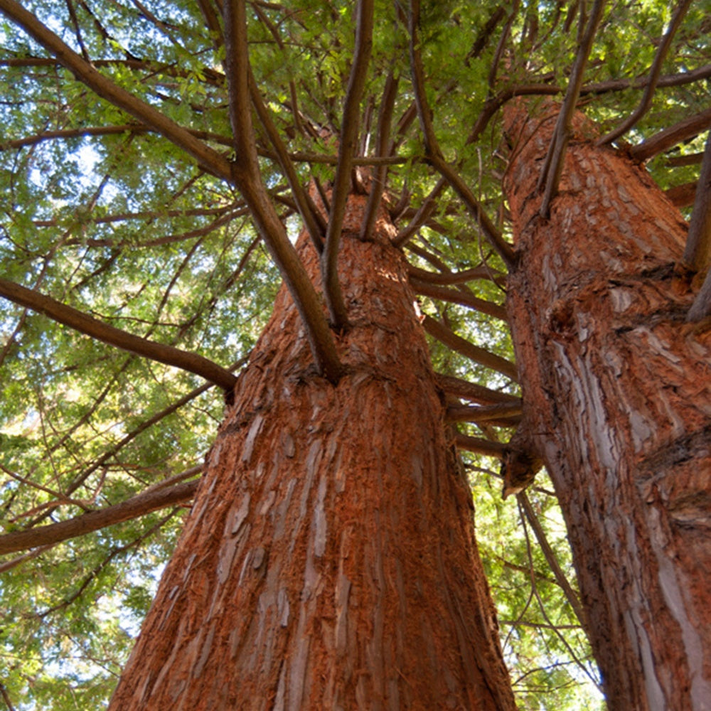 Bakker - Sequoia à feuilles d'If - Sequoia sempervirens - Arbres