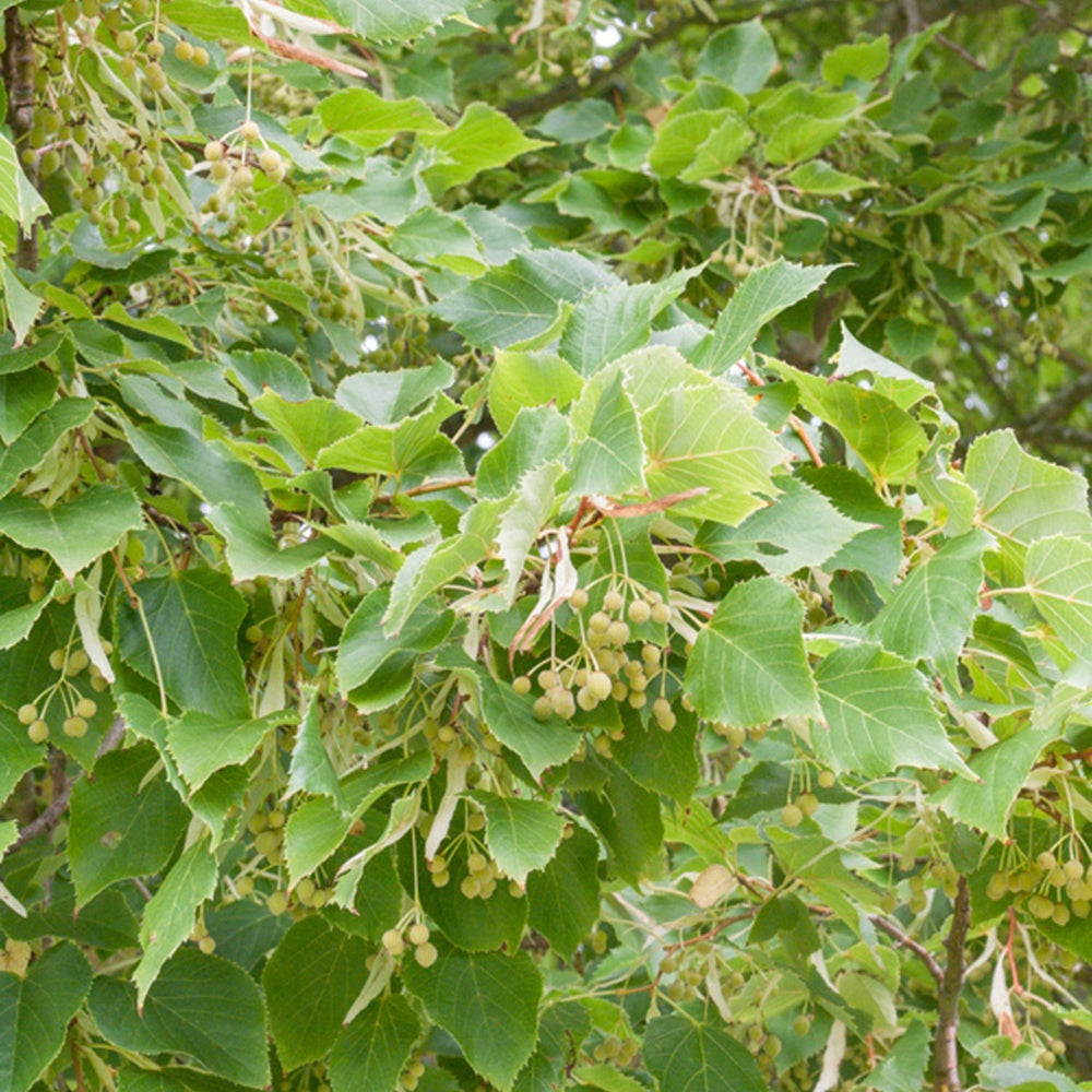 Tilia cordata - Tilleul à petites feuilles - Tilleul