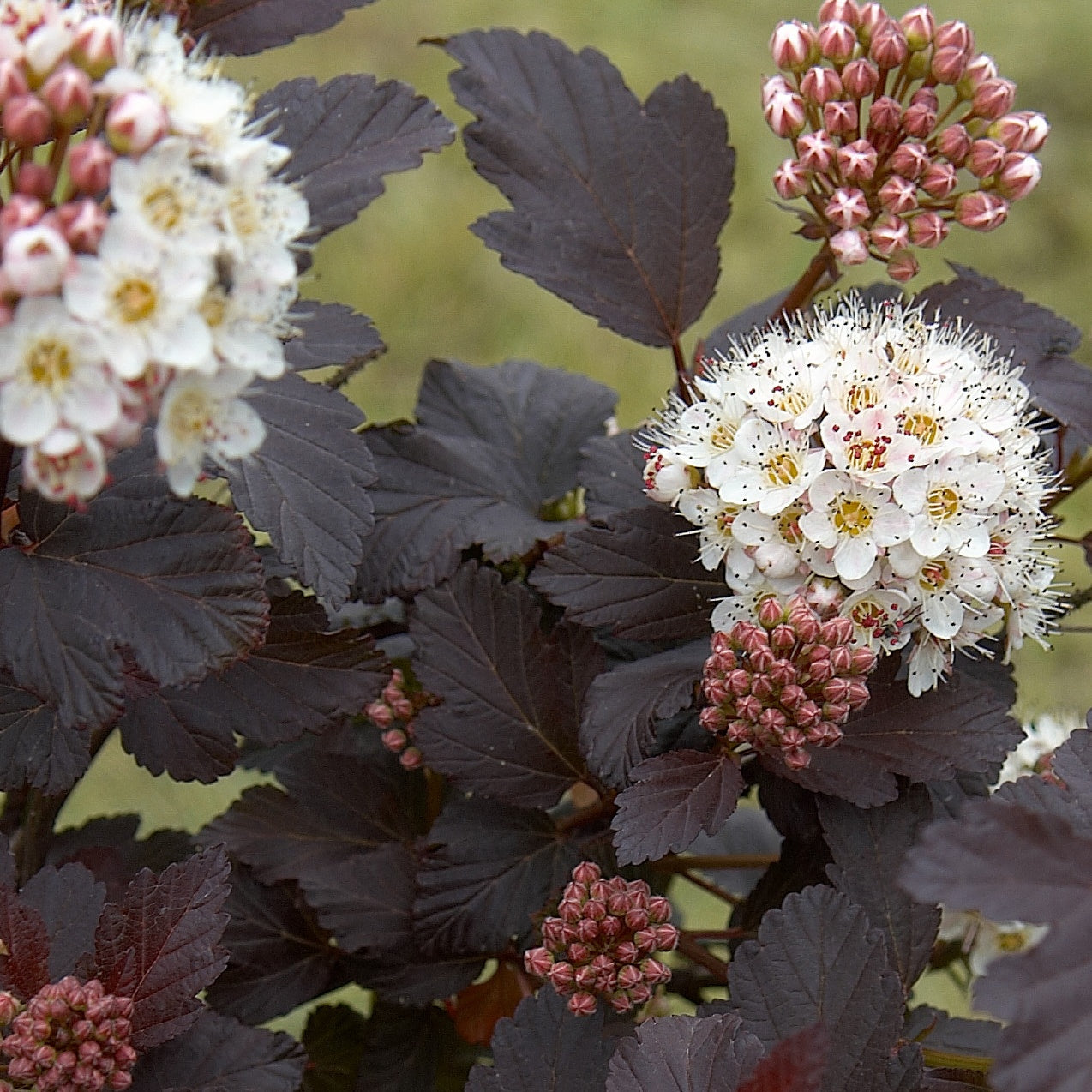 Bakker - Physocarpe Red Baron - Physocarpus opulifolius red baron - Terrasses et balcons