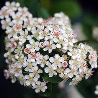 Aronia à feuilles d'arbousier Brilliant - Aronia arbutifolia brillant - Bakker