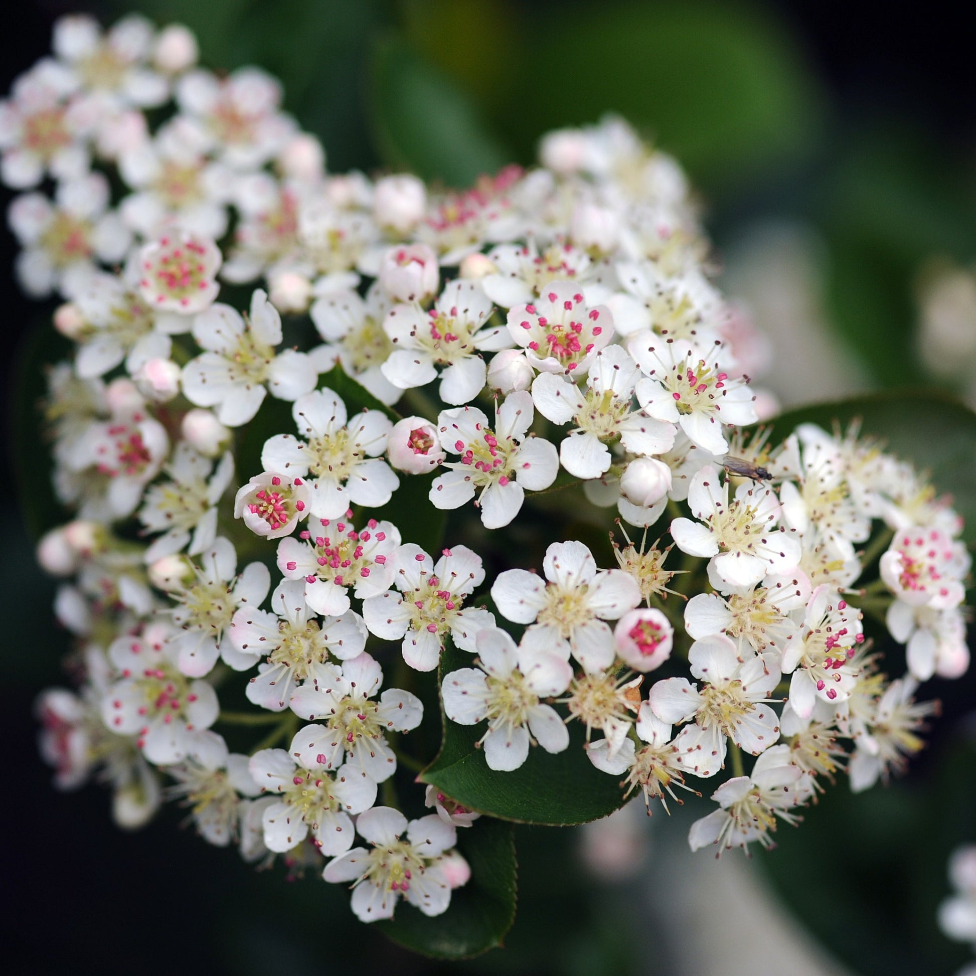 Bakker - Aronia à feuilles d'arbousier Brilliant - Aronia arbutifolia brillant - Plantes d'extérieur