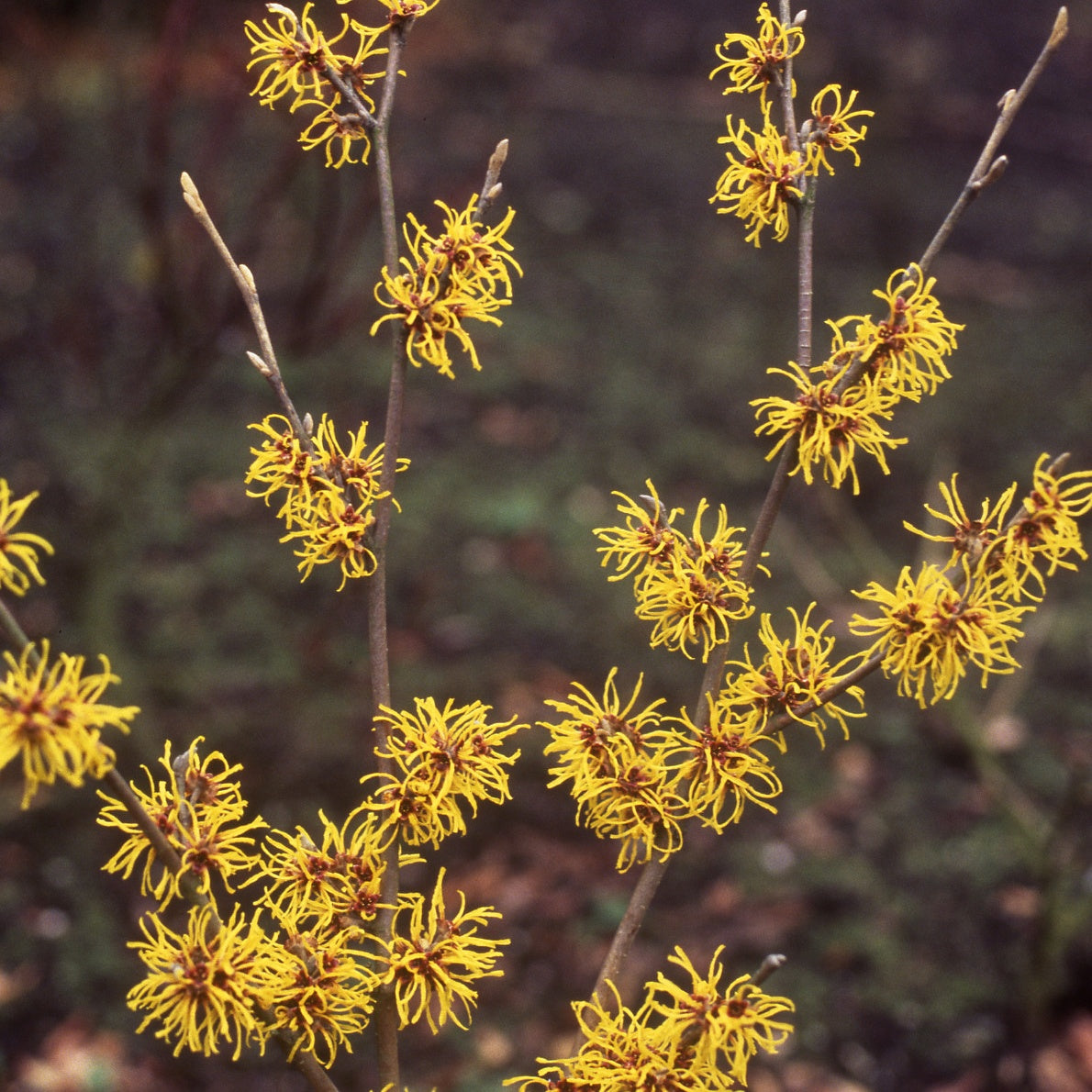 Bakker - Hamamélis intermedia Sunburst - Hamamelis intermedia 'sunburst' - Terrasses et balcons