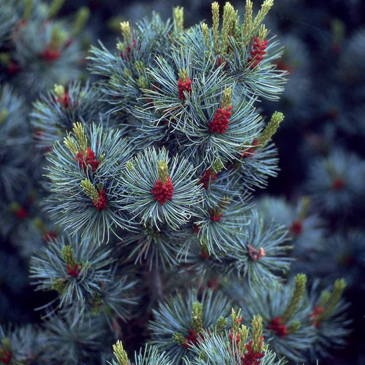 Bakker - Pin blanc du Japon Negishi - Pinus parviflora ‘negishi’ - Plantes d'extérieur