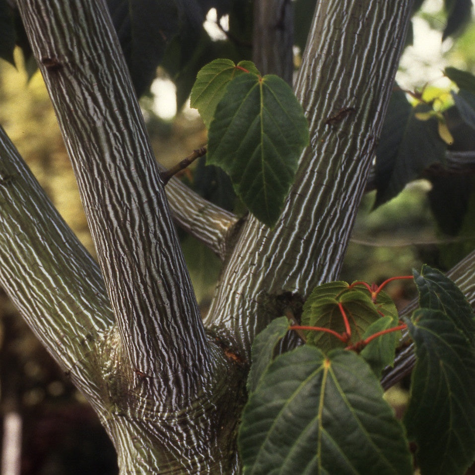 Bakker - Erable du père David - Acer davidii - Plantes d'extérieur