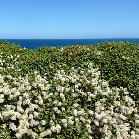 Bakker - Olearia nummulariifolia - Olearia nummulariifolia - Arbustes