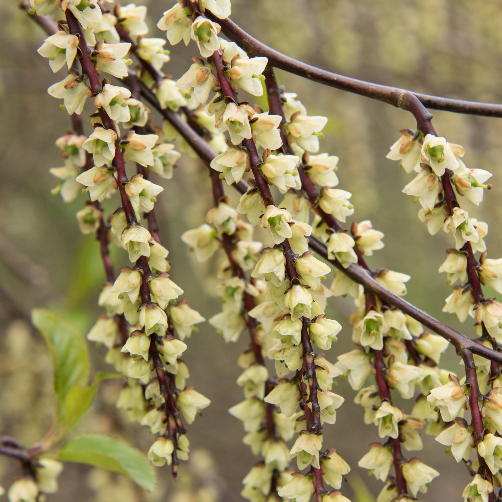 Bakker - Stachyurus chinensis Joy Forever - Stachyurus chinensis joy forever - Terrasses et balcons