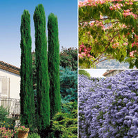 Bakker - Collection de 3 arbustes : cyprès, céanothe, albizia - Cupressus totem, ceanothus impressus victoria, alb - Plantes d'extérieur