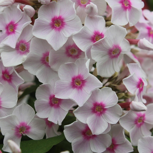 Phlox paniculata Miss Holland - Bakker