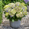 Hortensia 'Jewel'