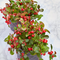 Bakker - Gaultheria 'Big Berry' - Gaultheria procumbens big berry - Arbustes et vivaces