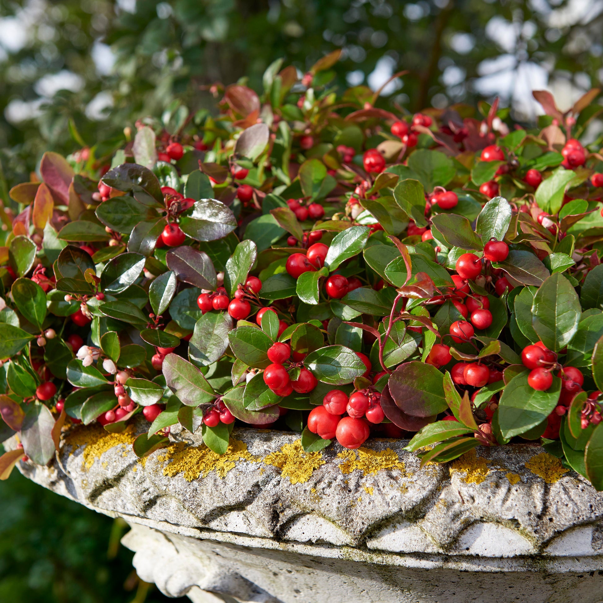 Bakker - Gaultheria 'Big Berry' - Gaultheria procumbens big berry - Arbustes