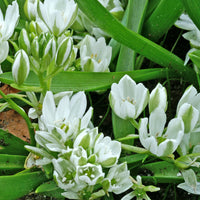 Bakker - 20 Ornithogales - Ornithogalum balansae - Bulbes à fleurs