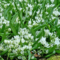 Bakker - 20 Ornithogales - Ornithogalum balansae - Bulbes de printemps